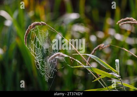 A spider's web hanging suspended from the seedhead of a stem of wild grass growing in Horsell Common, Woking, Surrey with early morning dew droplets Stock Photo
