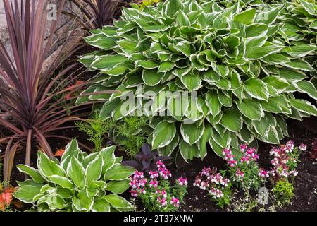 Hosta 'Shade Fanfare', Cordyline 'Coral' - Cabbage Palm, pink and red Antirrhinum majus - Snapdragon in border in spring. Stock Photo