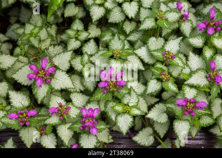 Lamium - Deadnettle in spring. Stock Photo