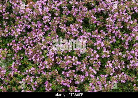 Thymus - Thyme in spring. Stock Photo