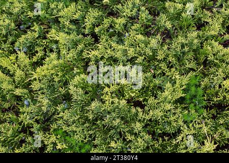 Sedum - Stonecrop plants and released windblown Taraxacum officinale - Dandelion seeds in Juniperus - Juniper leaves in spring. Stock Photo