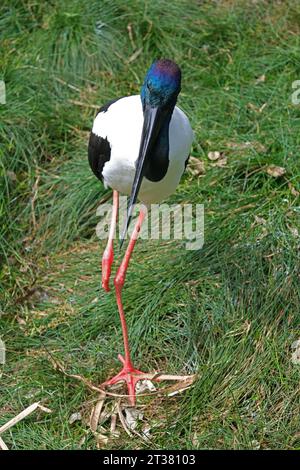 Black-Necked stork in Adelaide Zoo Australia Stock Photo