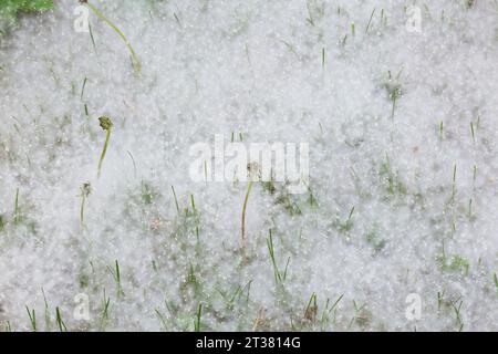 Taraxacum officinale - Dandelion plants and released windblown seeds accumulated on grass lawn in spring. Stock Photo