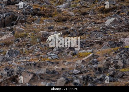 Arctic Wolf walking on tundra Stock Photo