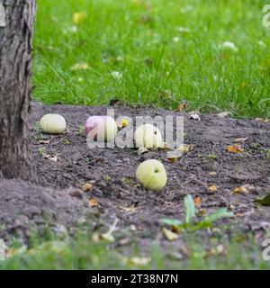 Apples on the ground fallen from the apple tree. Apples under the apple tree. Selective focus Stock Photo