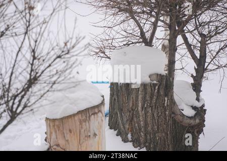 Tree stumps under the snow in the winter forest. Stumps covered with snow Stock Photo