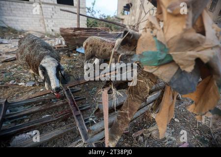 Sheep seen bleeding from their injuries after Israeli aircraft bombed a ...