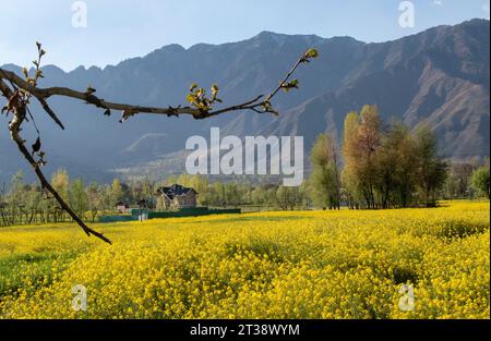 Fields of Gold: Captivating Mustard Flowers Landscape: A Mustard Flower Meadow: Scenic Mustard Fields in Kashmir Stock Photo