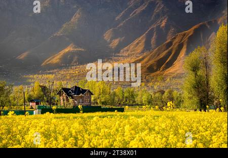 Fields of Gold: Captivating Mustard Flowers Landscape: A Mustard Flower Meadow: Scenic Mustard Fields in Kashmir Stock Photo