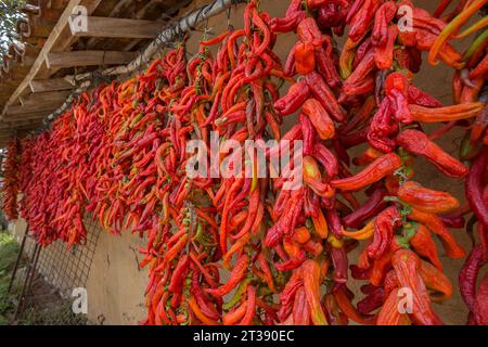 dried chillies hung on the roof Stock Photo