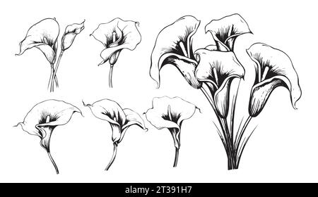 Calla lilies set sketch hand drawn Vector Garden flowers Stock Vector