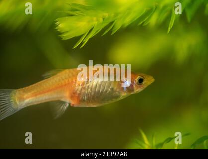 Female guppy in aquarium. Selective focus with shallow depth of field. Stock Photo