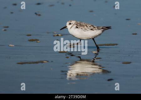 Sanderling shorebird running on the beach at low tide in Bretagne, France Stock Photo