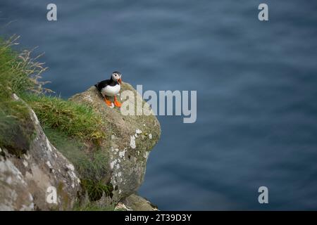 Small black and white Fratercula arctica bird with orange beak and legs standing on rocky cliff covered with green grass in Faroe Islands Stock Photo
