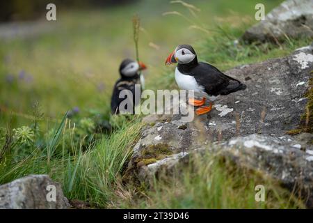 Small black and white Fratercula arctica birds with orange beaks and legs standing on rocky cliff covered with green grass in Faroe Islands Stock Photo