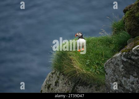 Small black and white Fratercula arctica bird with orange beak and legs standing on rocky cliff covered with green grass in Faroe Islands Stock Photo