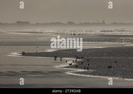 Shorebirds, sanderlings (Calidris alba) on a beach, Bretagne, France Stock Photo