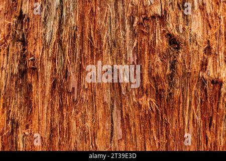 Closeup of textured old wooden giant sequoia tree in forest, Cabezon de la Sal, Cantabria, Spain Stock Photo