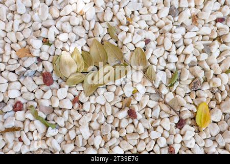 A scattering of dried leaves rest upon a bed of smooth, white pebbles, symbolizing the union of organic and mineral elements Stock Photo