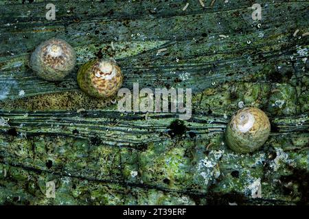 Photo of three textured shells on a rocky surface Stock Photo