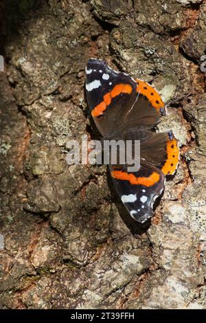 Red Admiral butterfly, Vanessa atlanta, clinging to a tree in the autumn sunshine Stock Photo