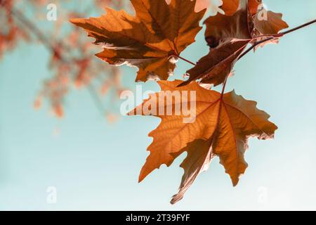 Yellowed leaves of plane tree in front of blue sunny sky in autumn Stock Photo