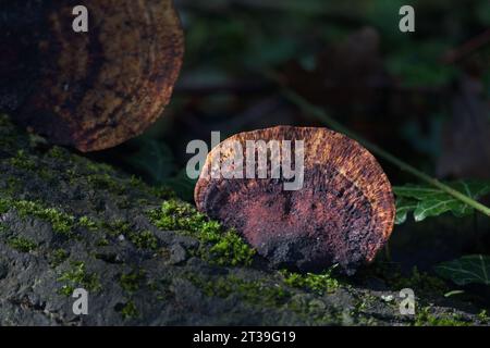Sunlit Red-Belted Bracket, Fomitopsis pinicola,  fungus growing on a dead tree Stock Photo
