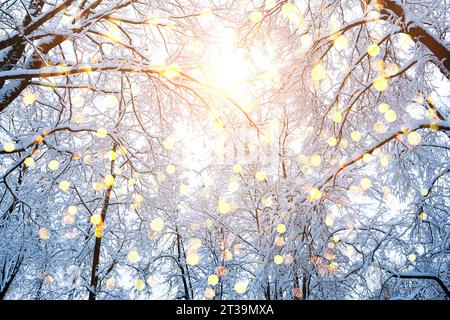 Winter fir tree christmas scene with sunlight. Fir branches covered with snow. Stock Photo