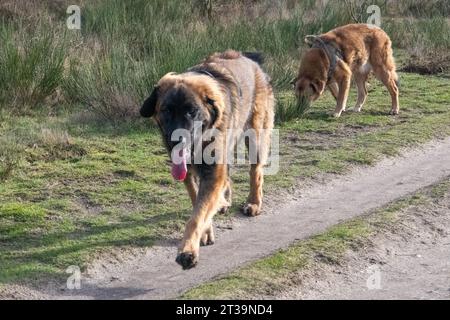 Phoebe, Leonberger Stock Photo