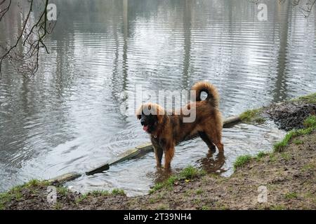 Phoebe, Leonberger Stock Photo