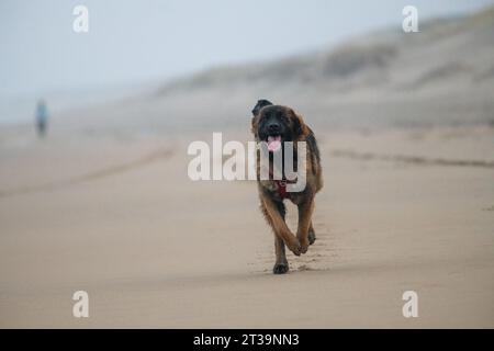 Phoebe, Leonberger Stock Photo