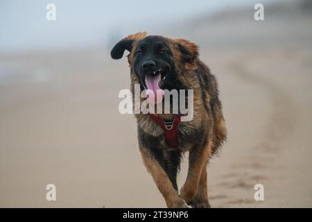 Phoebe, Leonberger Stock Photo