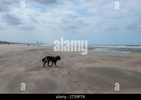 Phoebe, Leonberger Stock Photo