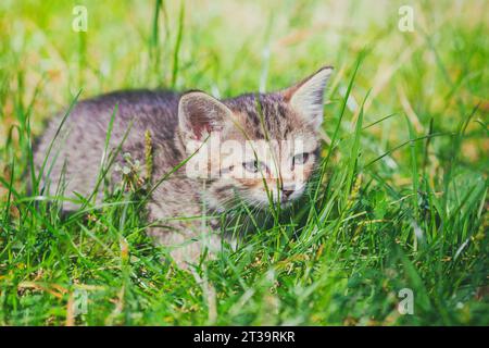 Cute kitten sitting on green grass in summer garden Stock Photo