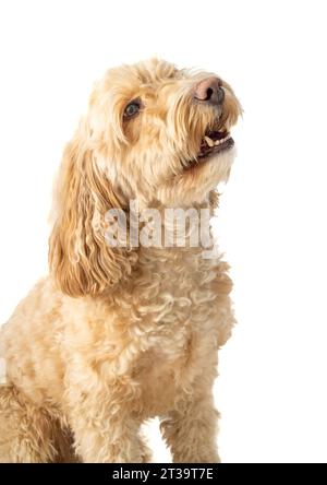 Blonde Cockapoo dog in side view, sitting attentively on a white background, head tilted upward awaiting owner's command Stock Photo