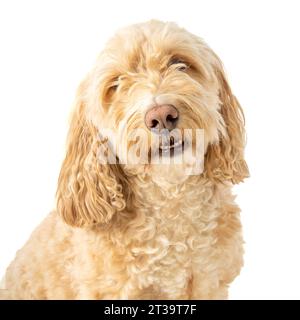 Blonde cockapoo dog sitting attentively, facing the camera on a white background. Stock Photo