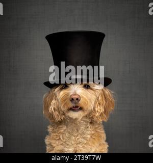 Blonde cockapoo wearing a black top hat seen against a grey background Stock Photo