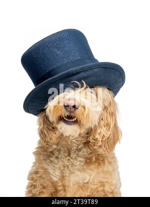 Blonde Cockapoo wearing a navy top hat, eyes covered, on a white background. Stock Photo