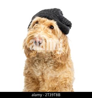 Head and shoulders shot of a blonde Cockapoo dog wearing a black knitted beanie hat seen against a white background Stock Photo