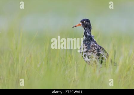 Male Ruff, Calidris pugnax, in a wet meadow Stock Photo