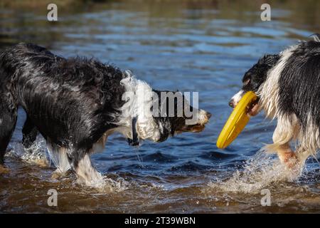 Two lively Border Collies engage in playful camaraderie, splashing joyfully in a lake as they enthusiastically share a yellow frisbee between them Stock Photo