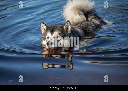 An Alaskan Malamute gracefully glides through the calm blue waters of a lake, embodying tranquility in its effortless and composed swimming Stock Photo