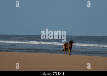 Phoebe, Leonberger Stock Photo