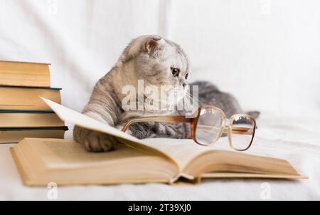 Cute cat plays with glasses and open books close up Stock Photo