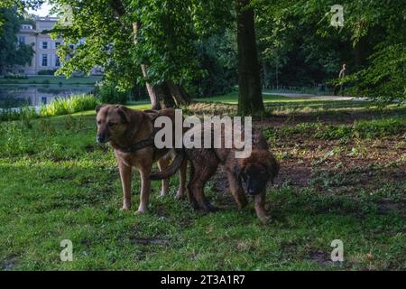 Phoebe, Leonberger Stock Photo