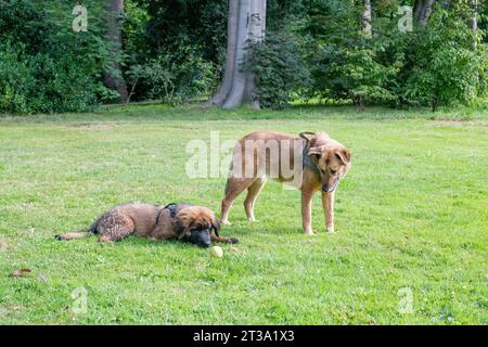 Phoebe, Leonberger Stock Photo