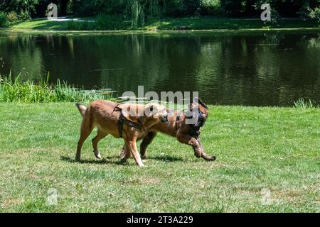 Phoebe, Leonberger Stock Photo