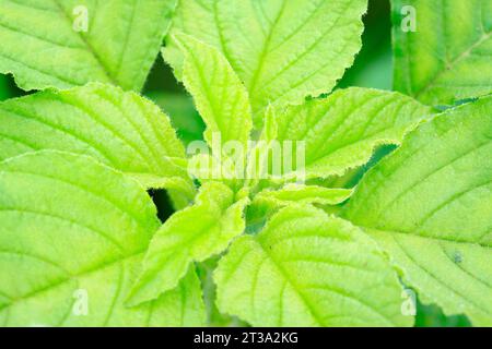 Amaranthus blitum in the wild, closeup of photo Stock Photo