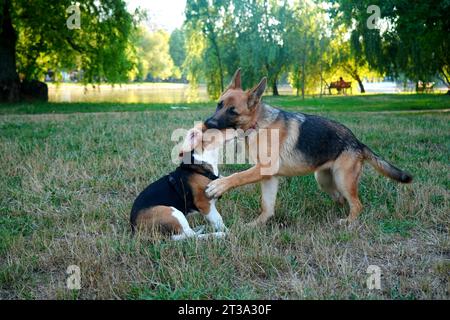Beagle and german shapherd dogs playing in park Stock Photo