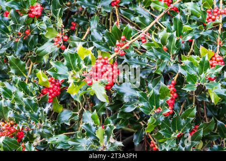 Red berries on a holly bush, Ilex aquifolium. Stock Photo